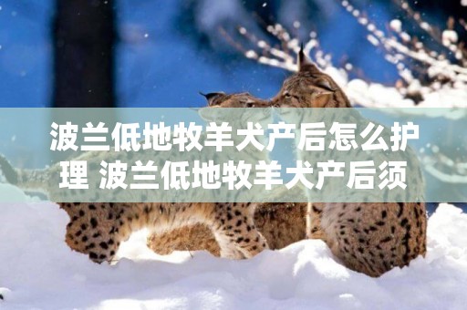 波蘭低地牧羊犬產后怎么護理 波蘭低地牧羊犬產后須知 波蘭低地牧羊犬產后怎么護理 波蘭低地牧羊犬產后須知