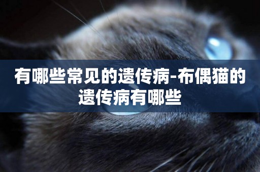 有哪些常見的遺傳病-布偶貓的遺傳病有哪些