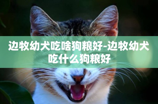邊牧幼犬吃啥狗糧好-邊牧幼犬吃什么狗糧好
