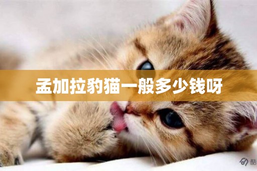 孟加拉豹貓一般多少錢呀