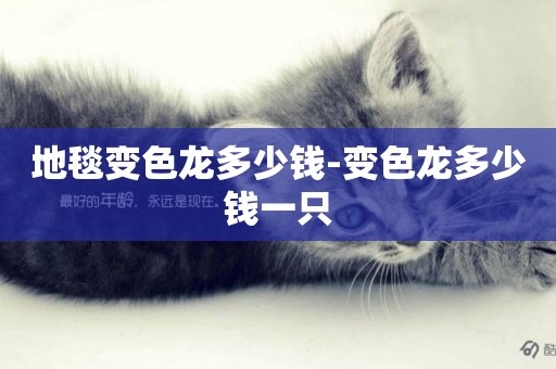 地毯變色龍多少錢-變色龍多少錢一只