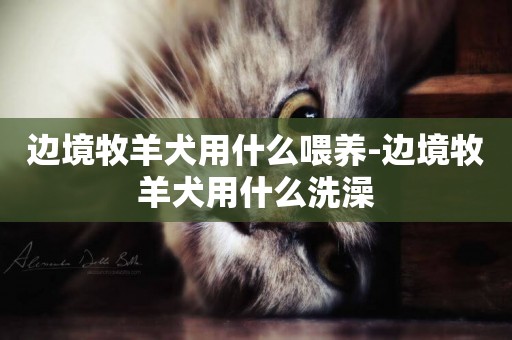邊境牧羊犬用什么喂養-邊境牧羊犬用什么洗澡
