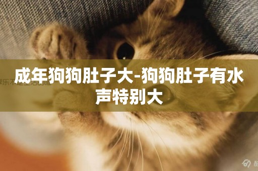 成年狗狗肚子大-狗狗肚子有水聲特別大