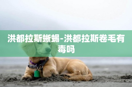 洪都拉斯蜥蜴-洪都拉斯卷毛有毒嗎