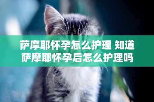 薩摩耶懷孕怎么護理 知道薩摩耶懷孕后怎么護理嗎