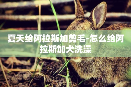 夏天給阿拉斯加剪毛-怎么給阿拉斯加犬洗澡