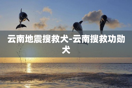 云南地震搜救犬-云南搜救功勛犬