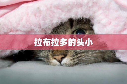 拉布拉多的頭小