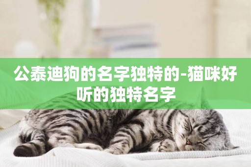 公泰迪狗的名字獨特的-貓咪好聽的獨特名字