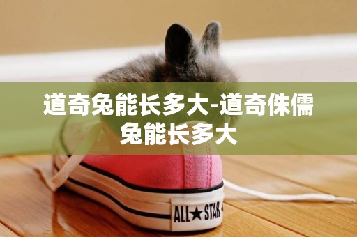 道奇兔能長多大-道奇侏儒兔能長多大