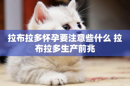 拉布拉多懷孕要注意些什么 拉布拉多生產前兆