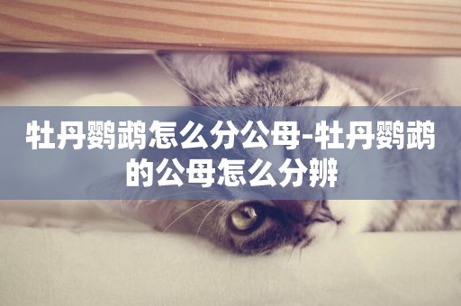 牡丹鸚鵡怎么分公母-牡丹鸚鵡的公母怎么分辨