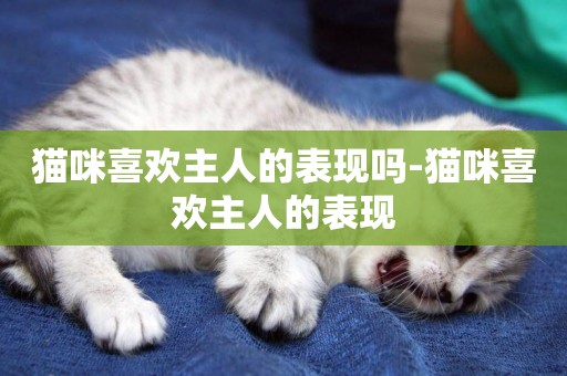 貓咪喜歡主人的表現嗎-貓咪喜歡主人的表現