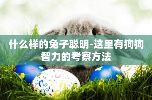 什么樣的兔子聰明-這里有狗狗智力的考察方法