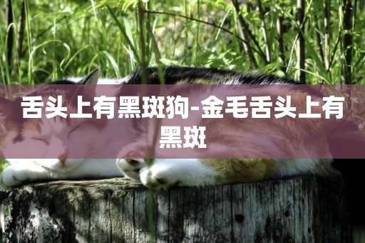 舌頭上有黑斑狗-金毛舌頭上有黑斑