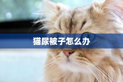 貓尿被子怎么辦