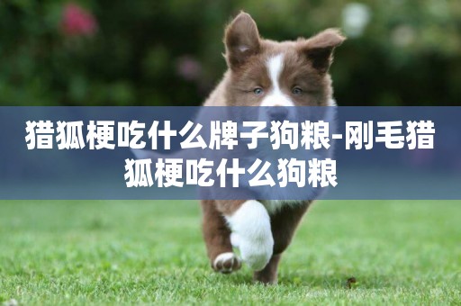 獵狐梗吃什么牌子狗糧-剛毛獵狐梗吃什么狗糧
