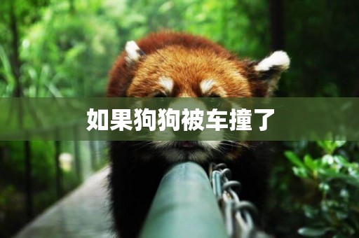 如果狗狗被車撞了