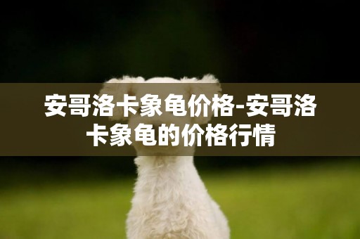 安哥洛卡象龜價格-安哥洛卡象龜的價格行情