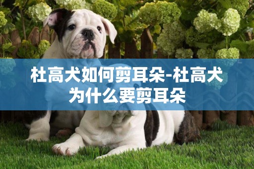 杜高犬如何剪耳朵-杜高犬為什么要剪耳朵