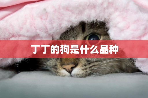 丁丁的狗是什么品種