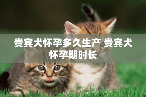 貴賓犬懷孕多久生產 貴賓犬懷孕期時長