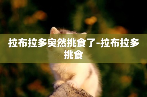 拉布拉多突然挑食了-拉布拉多挑食
