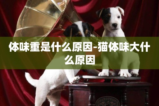 體味重是什么原因-貓體味大什么原因