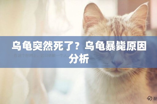 烏龜突然死了？烏龜暴斃原因分析