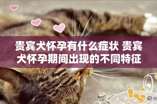 貴賓犬懷孕有什么癥狀 貴賓犬懷孕期間出現的不同特征