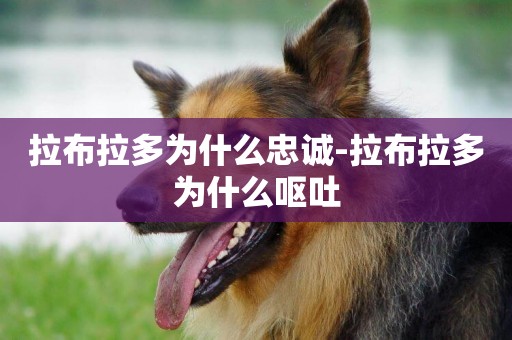 拉布拉多為什么忠誠-拉布拉多為什么嘔吐