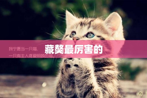 藏獒最厲害的