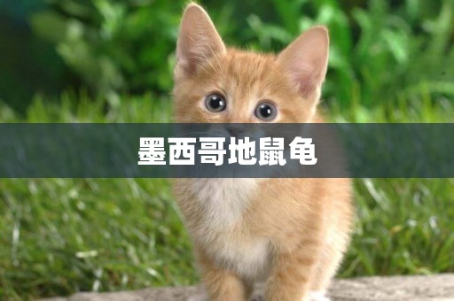 墨西哥地鼠龜