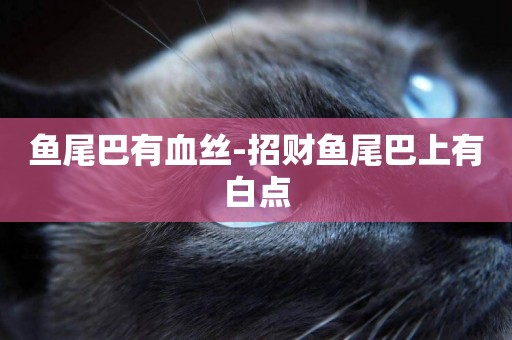 魚尾巴有血絲-招財魚尾巴上有白點