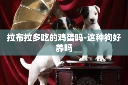 拉布拉多吃的雞蛋嗎-這種狗好養嗎