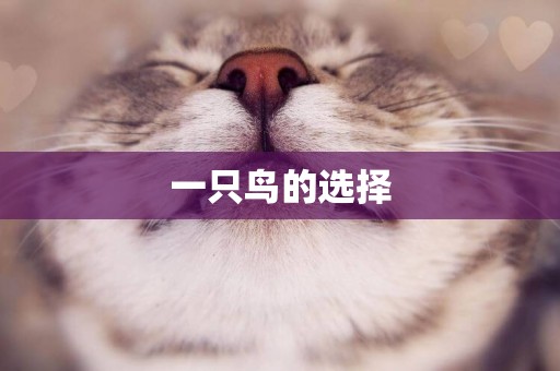 一只鳥的選擇