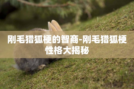剛毛獵狐梗的智商-剛毛獵狐梗性格大揭秘