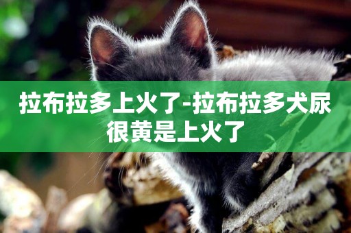 拉布拉多上火了-拉布拉多犬尿很黃是上火了