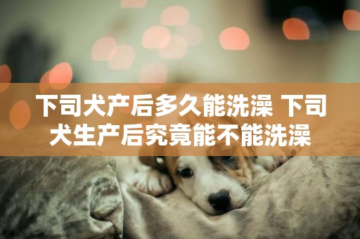 下司犬產后多久能洗澡 下司犬生產后究竟能不能洗澡