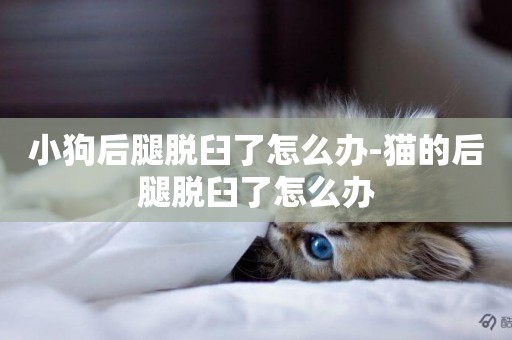 小狗后腿脫臼了怎么辦-貓的后腿脫臼了怎么辦
