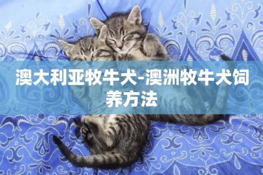 澳大利亞牧牛犬-澳洲牧牛犬飼養方法