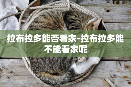 拉布拉多能否看家-拉布拉多能不能看家呢