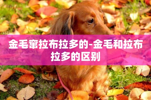 金毛竄拉布拉多的-金毛和拉布拉多的區別