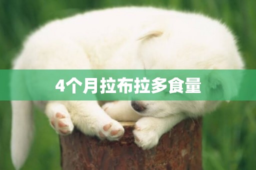 4個月拉布拉多食量