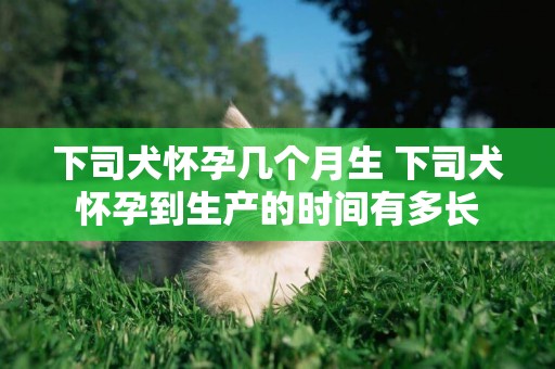 下司犬懷孕幾個月生 下司犬懷孕到生產的時間有多長