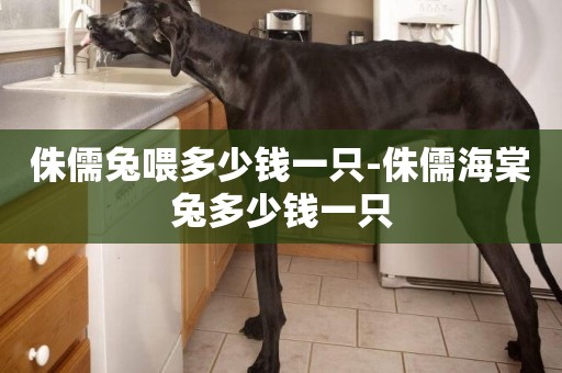侏儒兔喂多少錢一只-侏儒海棠兔多少錢一只