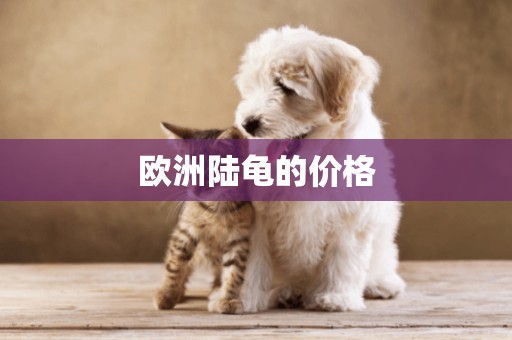 歐洲陸龜的價格