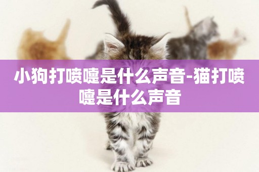 小狗打噴嚏是什么聲音-貓打噴嚏是什么聲音