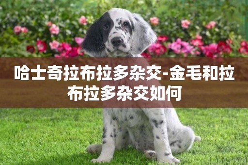 哈士奇拉布拉多雜交-金毛和拉布拉多雜交如何
