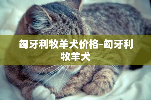 匈牙利牧羊犬價格-匈牙利牧羊犬